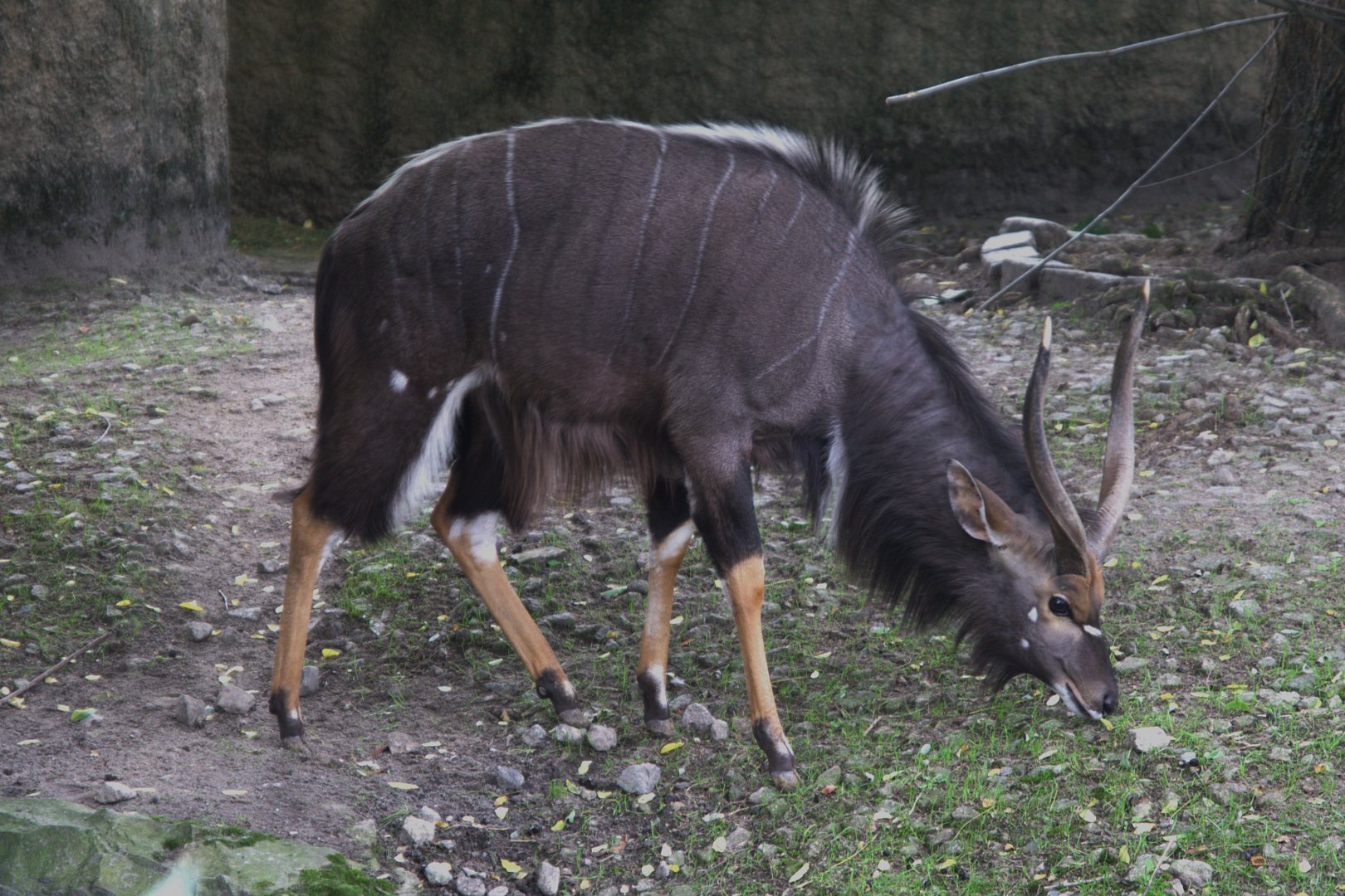 Nyala (Tragelaphus angasii), 16-09-25