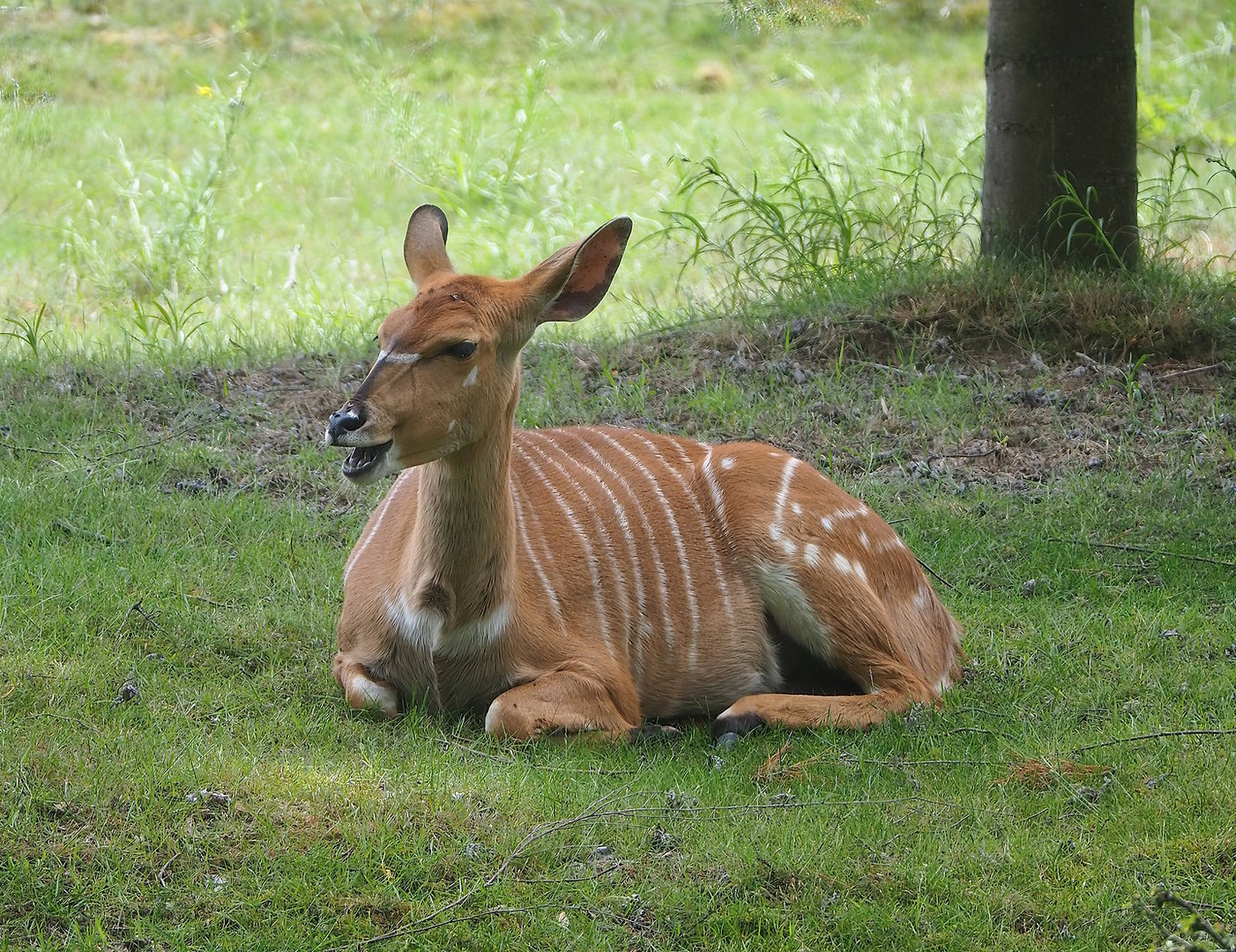 Nyala (Tragelaphus angasii), 2022-06-12