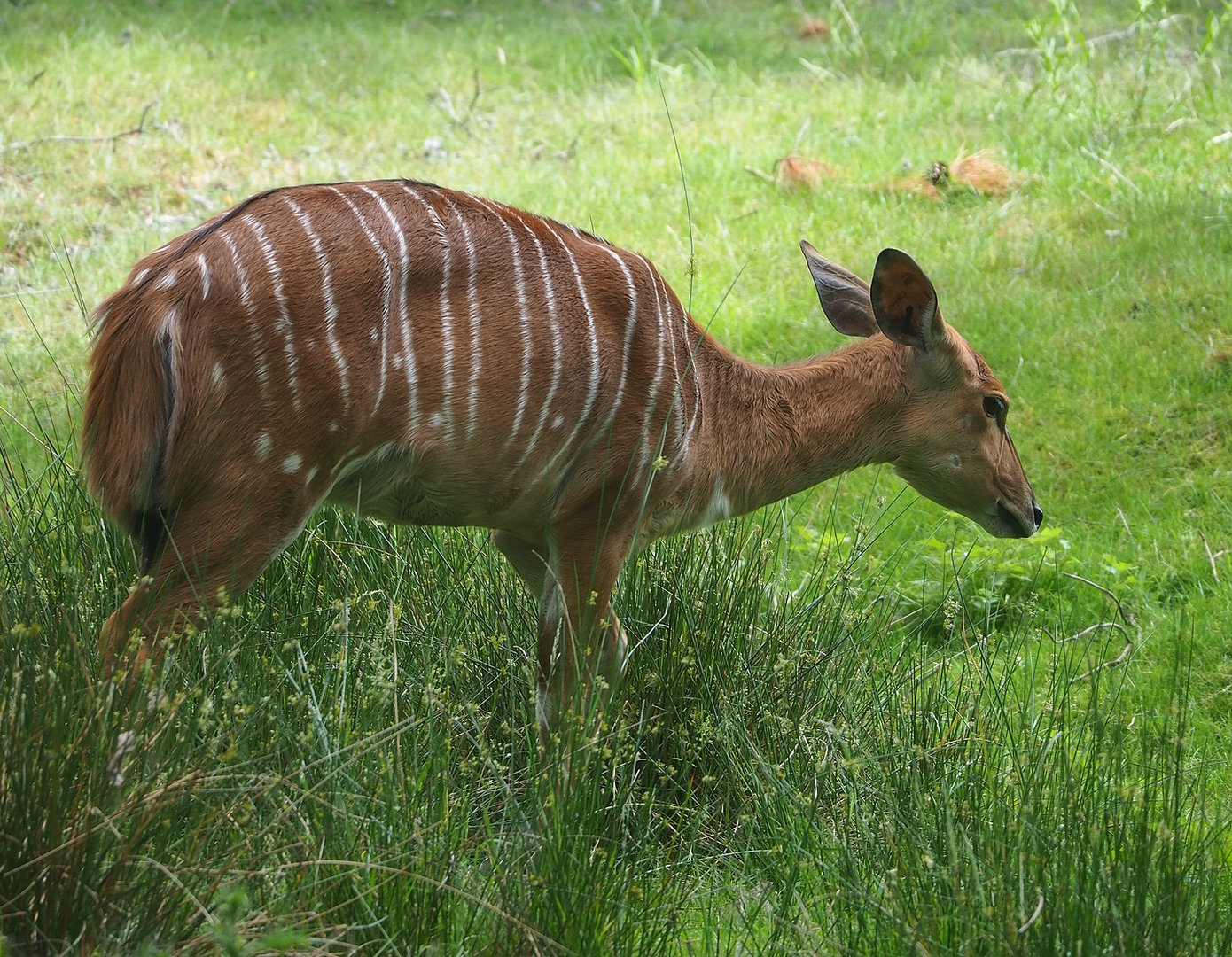 Nyala (Tragelaphus angasii), 2022-06-12