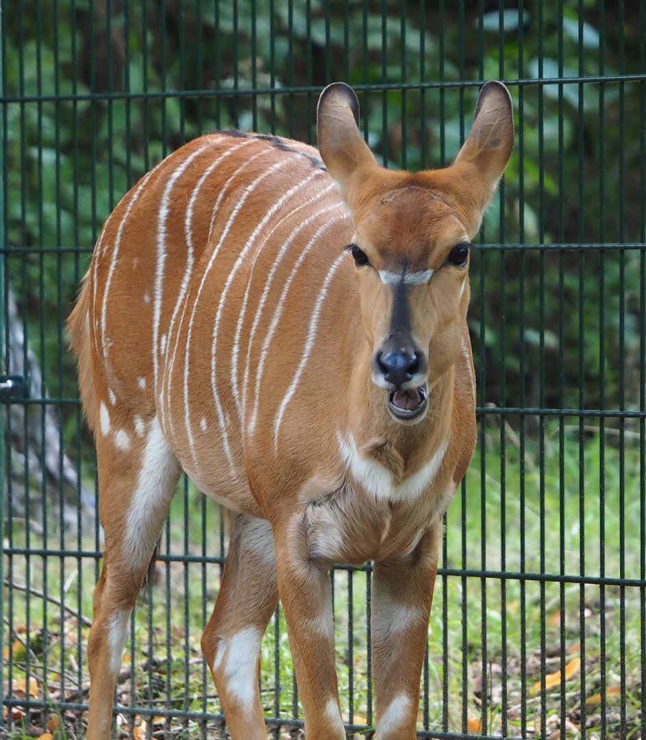Nyala (Tragelaphus angasii), 2023-08-15