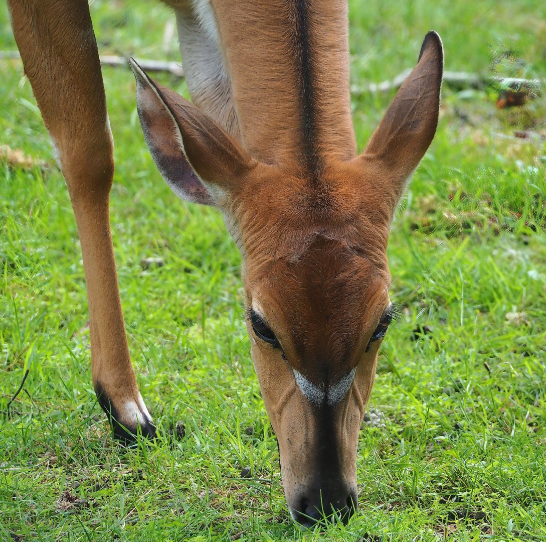 Nyala (Tragelaphus angasii), 2023-08-15