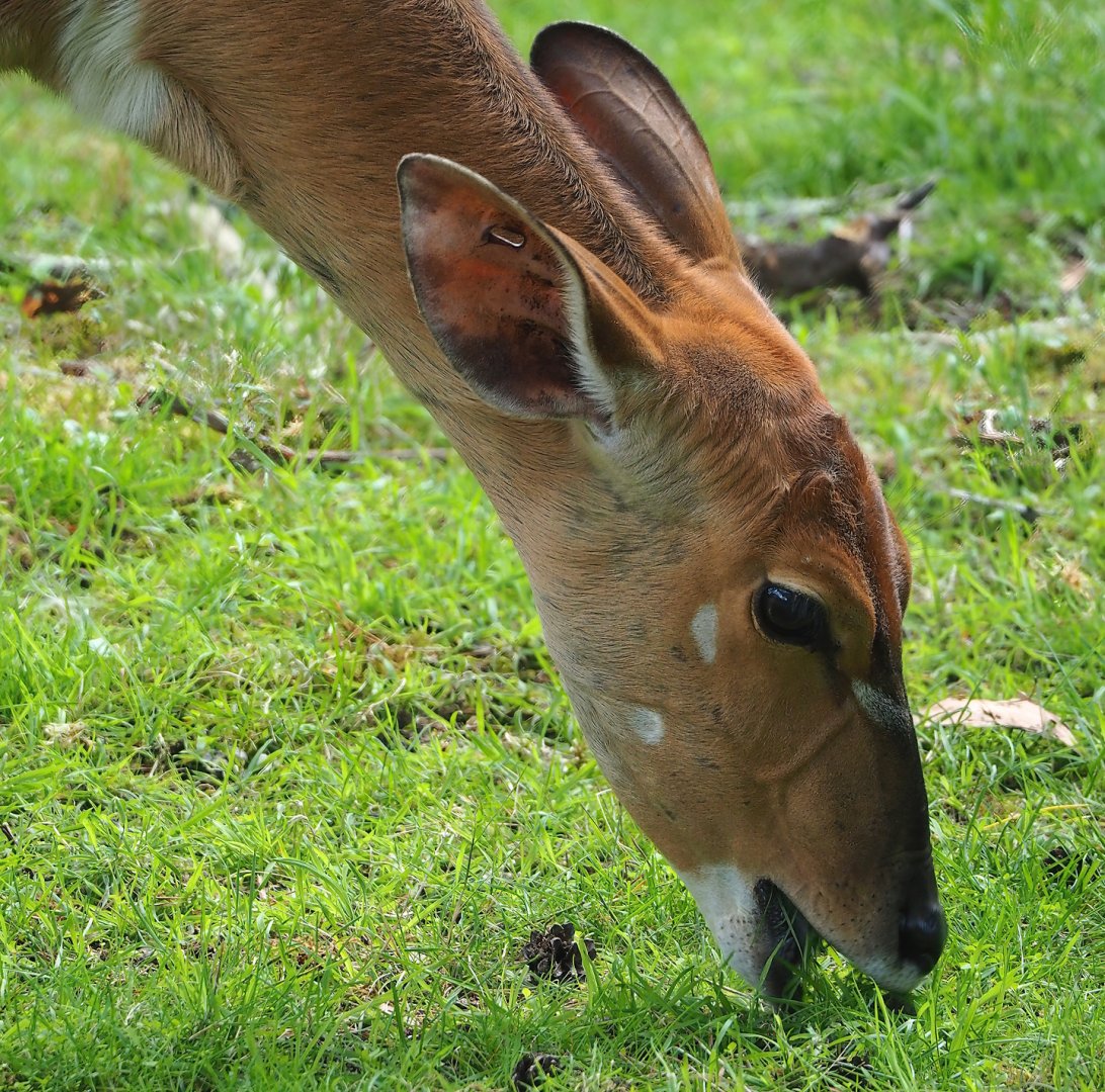 Nyala (Tragelaphus angasii), 2023-08-15