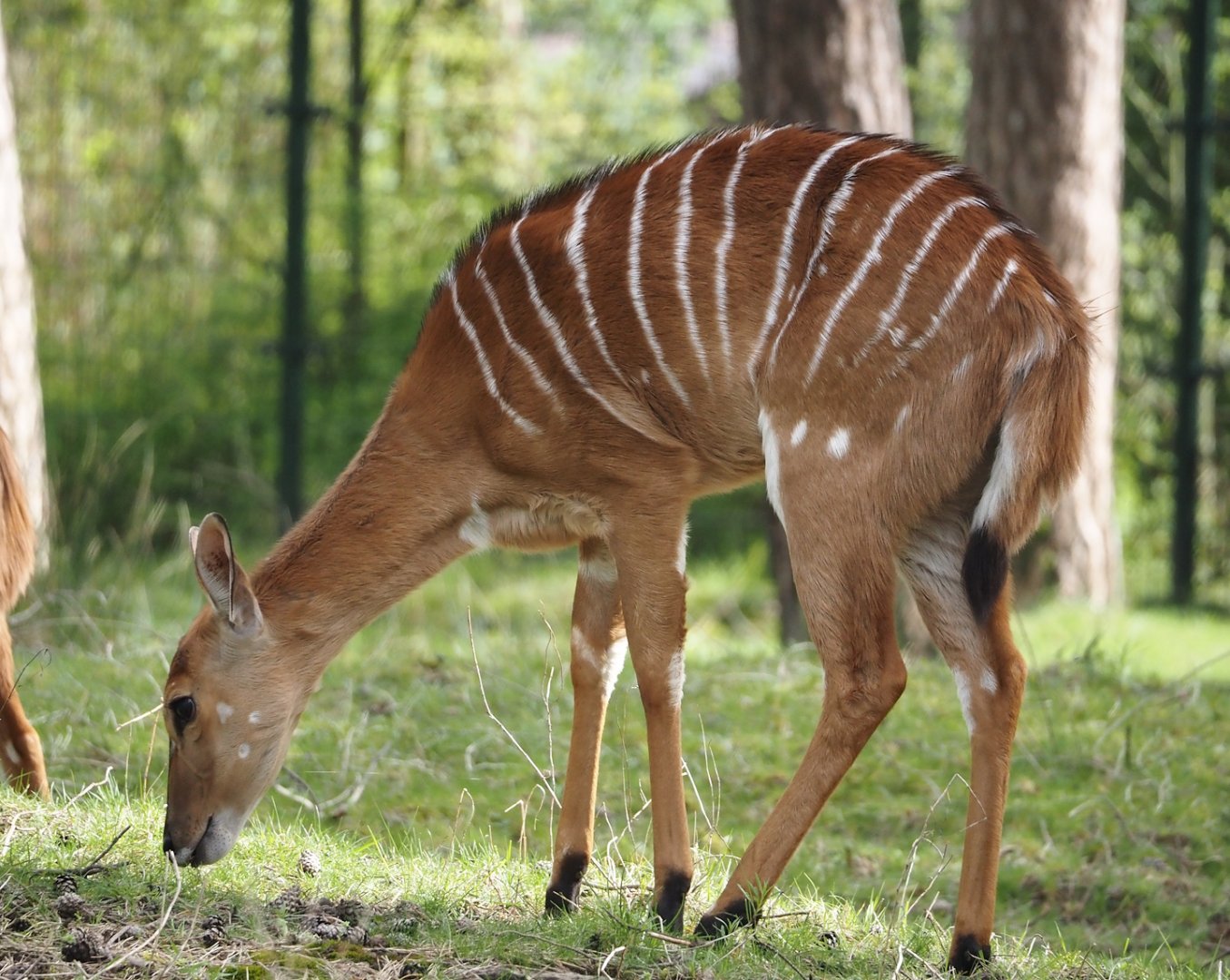 Nyala (Tragelaphus angasii), 2024-04-06