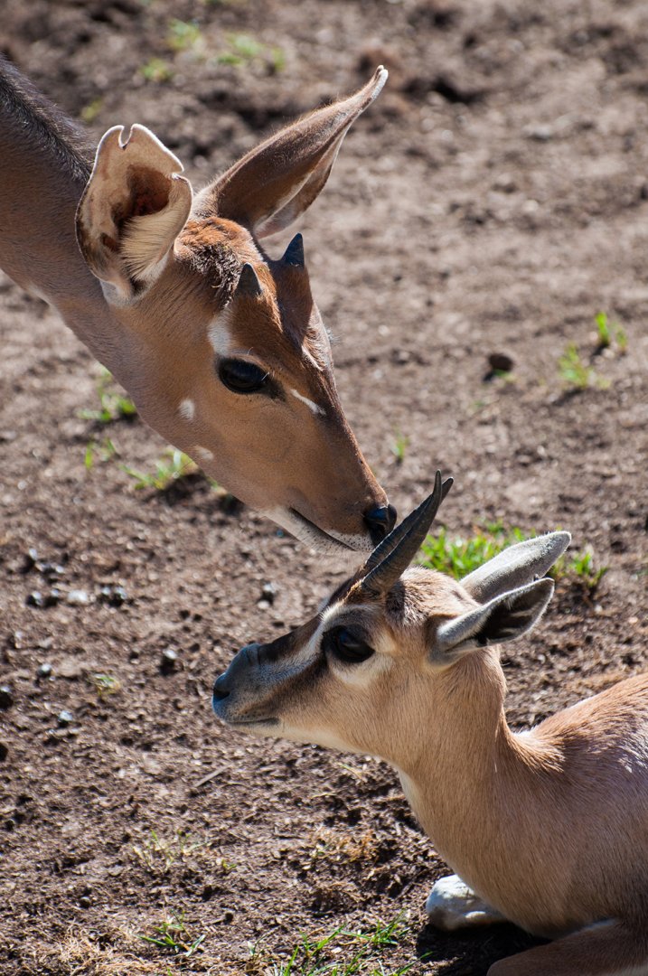 Nyala (Tragelaphus angasii) and Speke's gazelle (Gazella spekei)