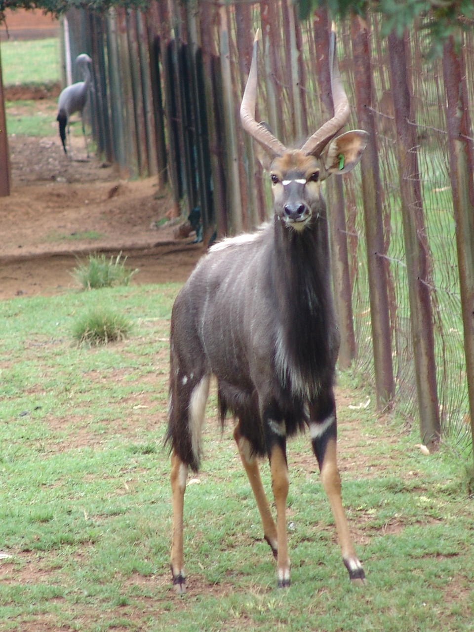 Nyala (Tragelaphus angasii) buck