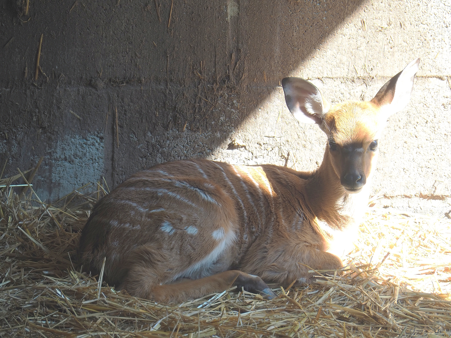 Nyala (Tragelaphus angasii) calf, 2023-06-24