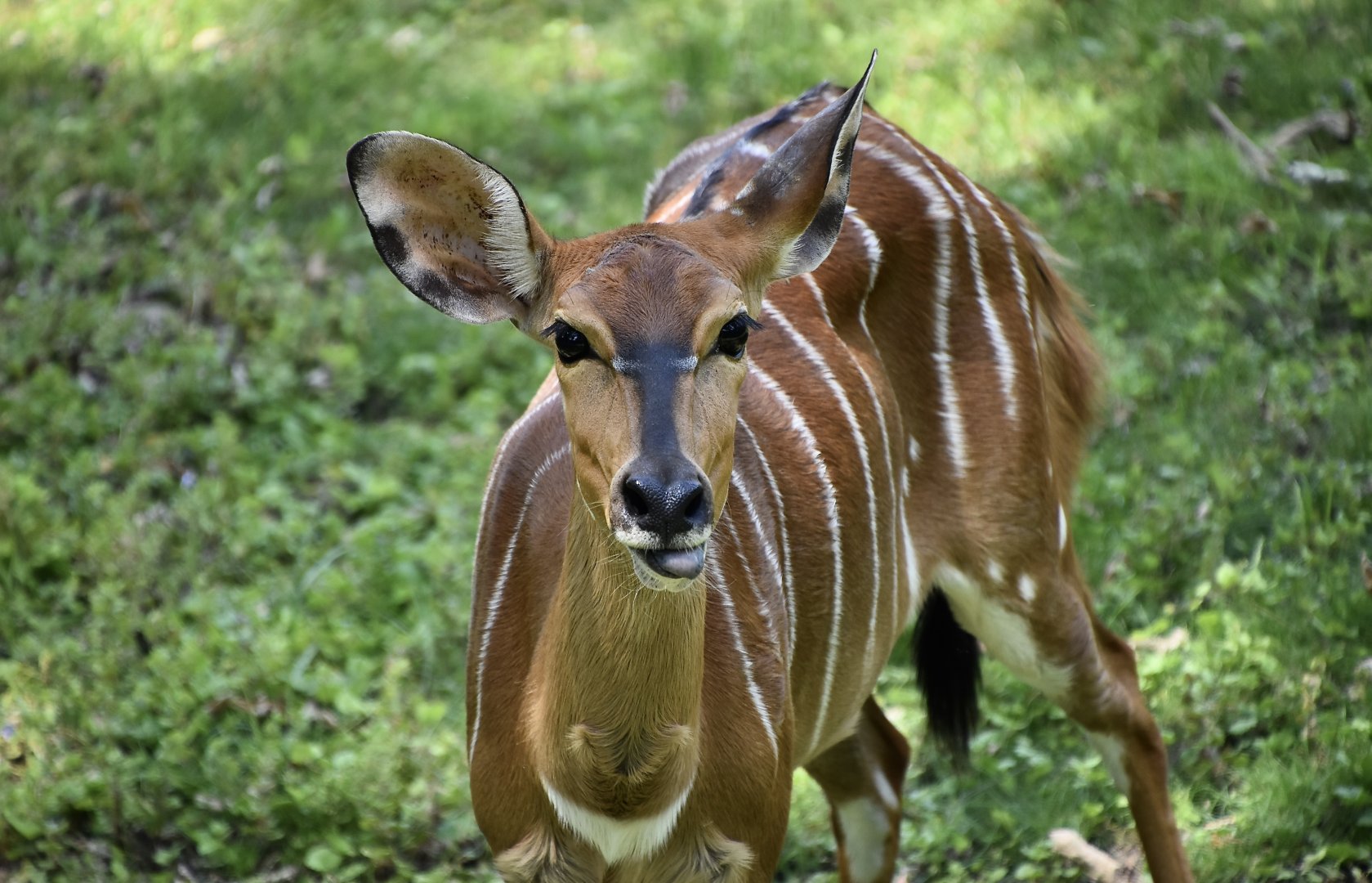 Nyala (Tragelaphus angasii) female