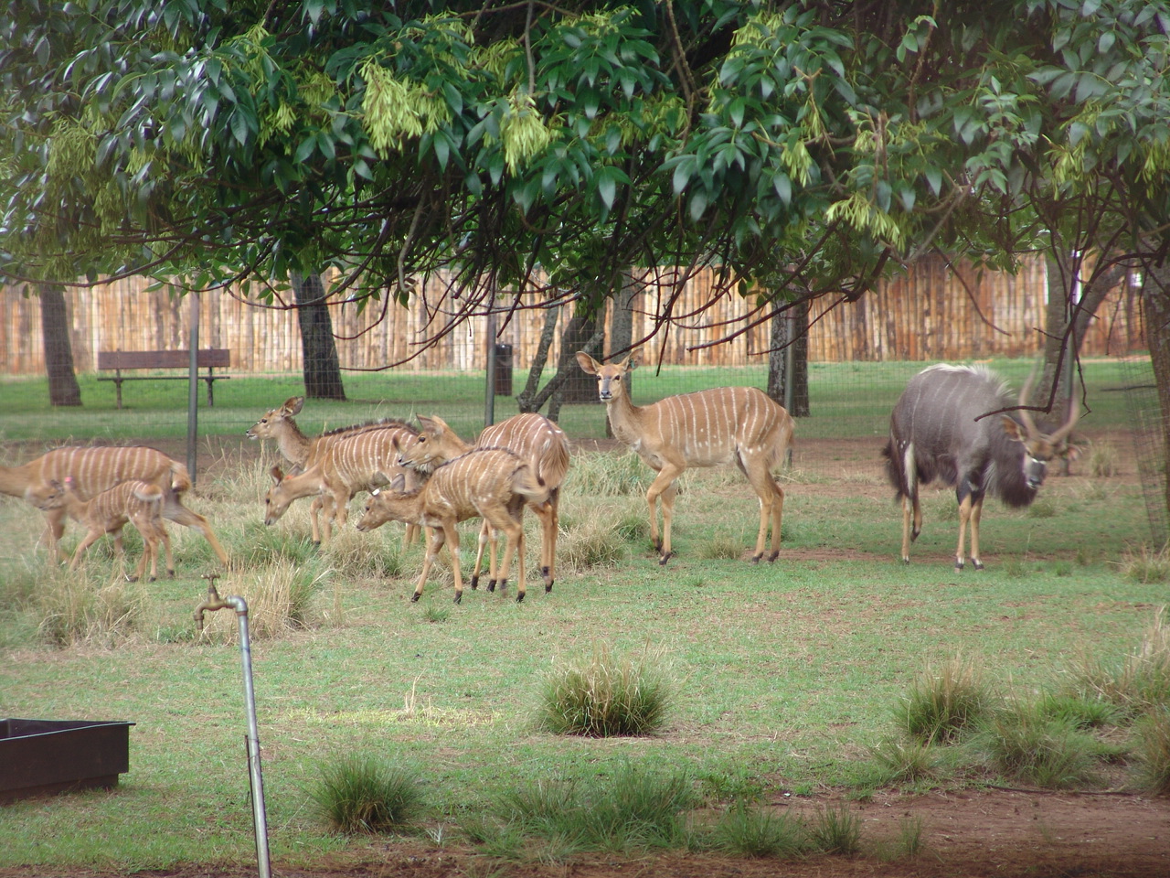 Nyala (Tragelaphus angasii) herd