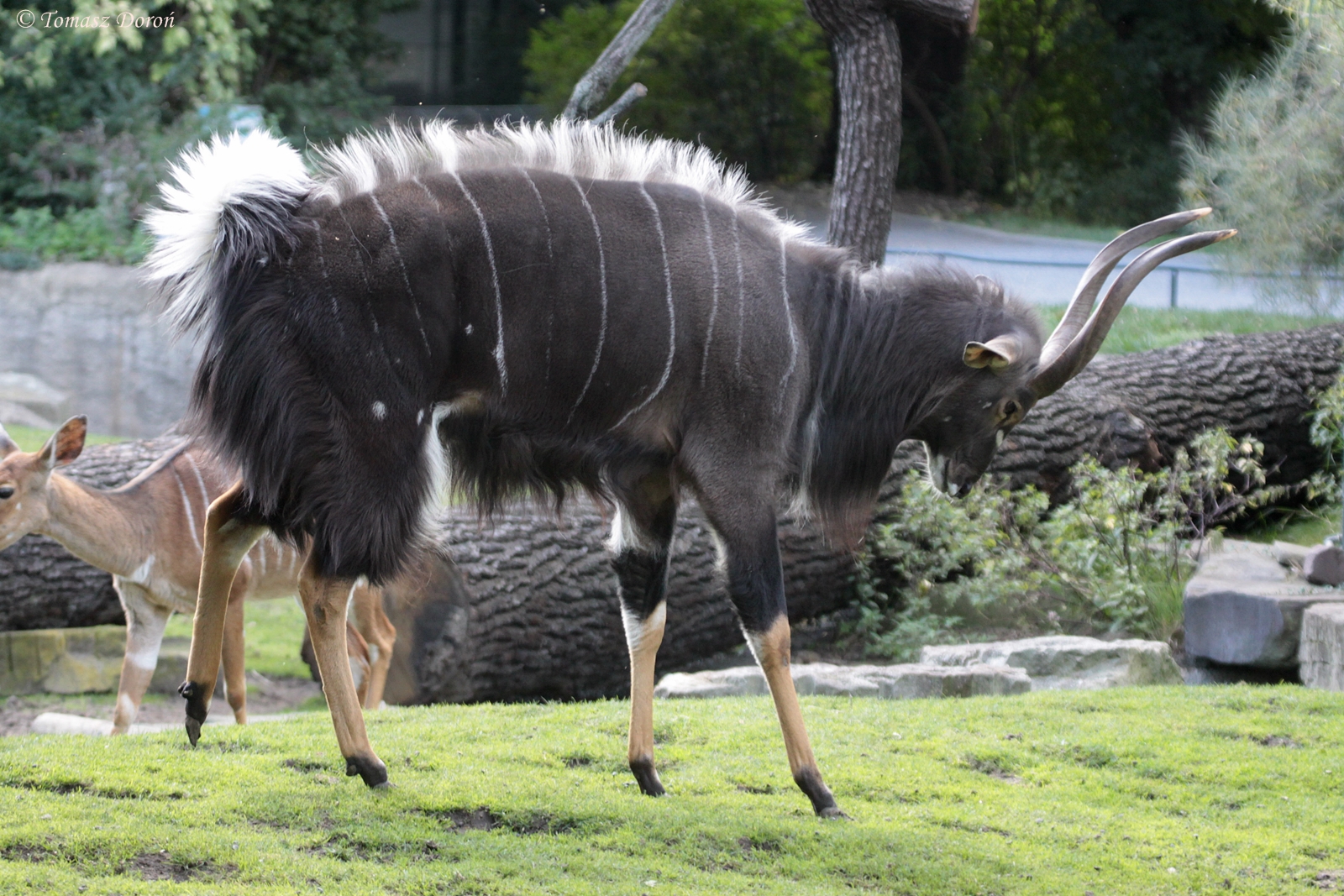 Nyala (Tragelaphus angasii) male
