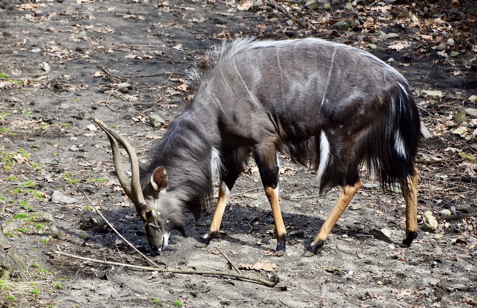 Nyala (Tragelaphus angasii) male