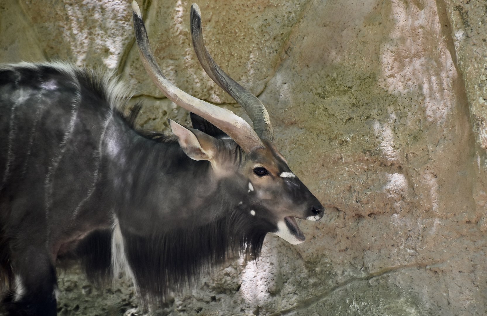 Nyala (Tragelaphus angasii) male