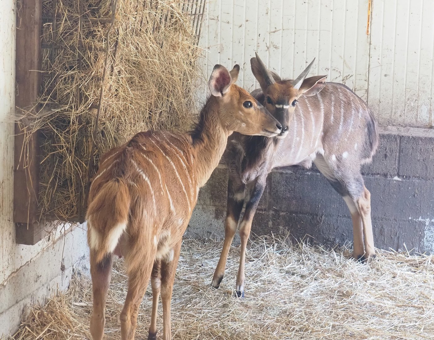 Nyala (Tragelaphus angasii) pair, 2023-06-24