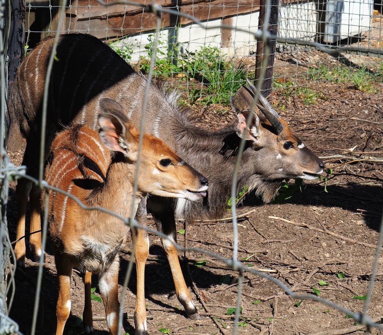 Nyala (Tragelaphus angasii) pair, 2023-06-24