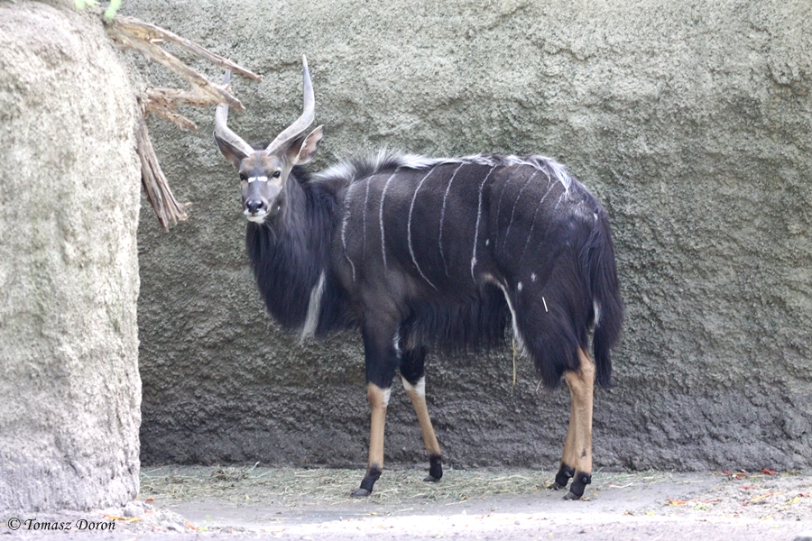 Nyala (Tragelaphus angasii)