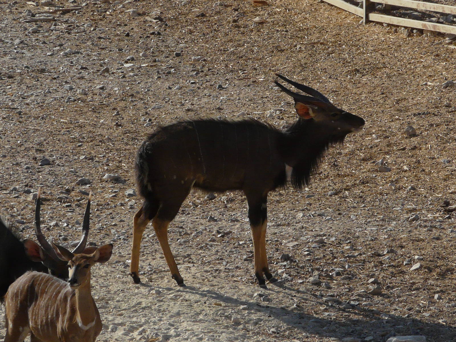 Nyala/ Tragelaphus angasii
