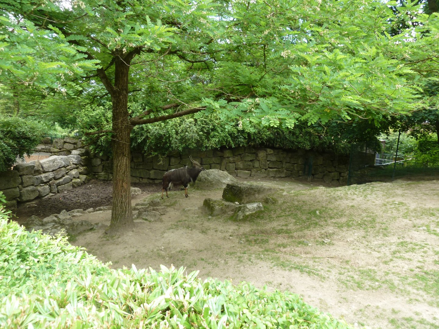 Nyala - Tragelaphus angasii