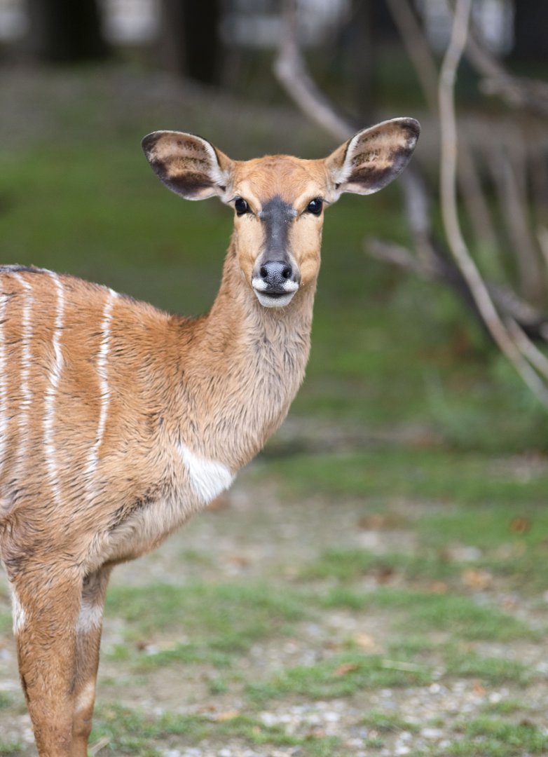 Nyala (Tragelaphus angasii)