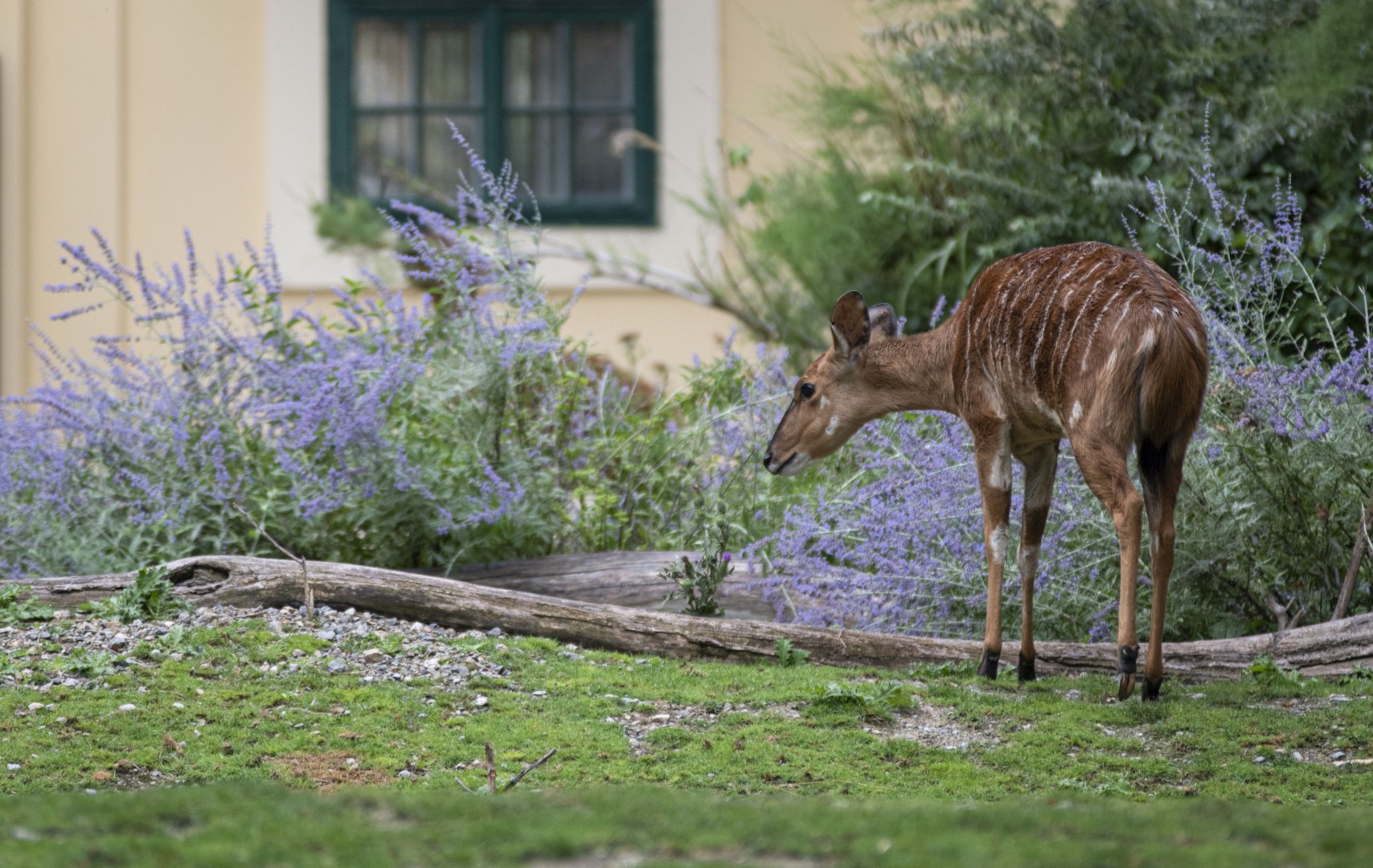 Nyala (Tragelaphus angasii)