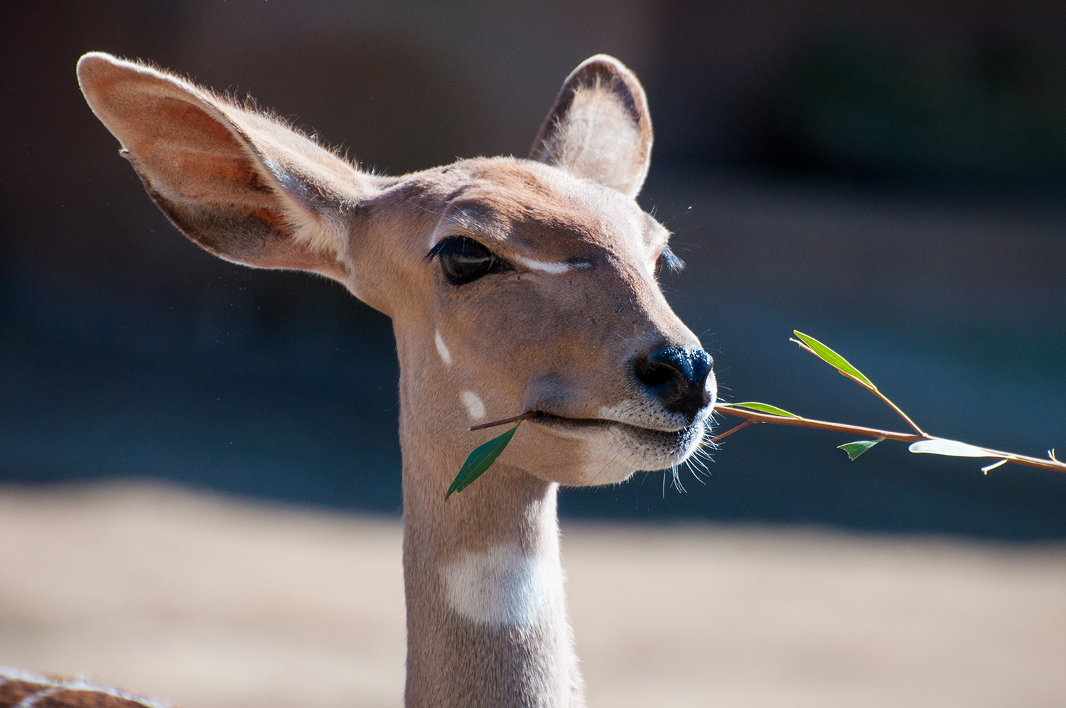 Nyala (Tragelaphus angasii)