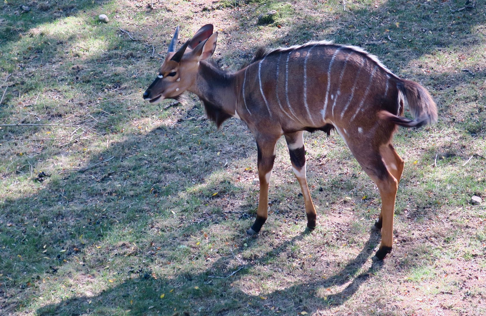 Nyala (Tragelaphus angasii)