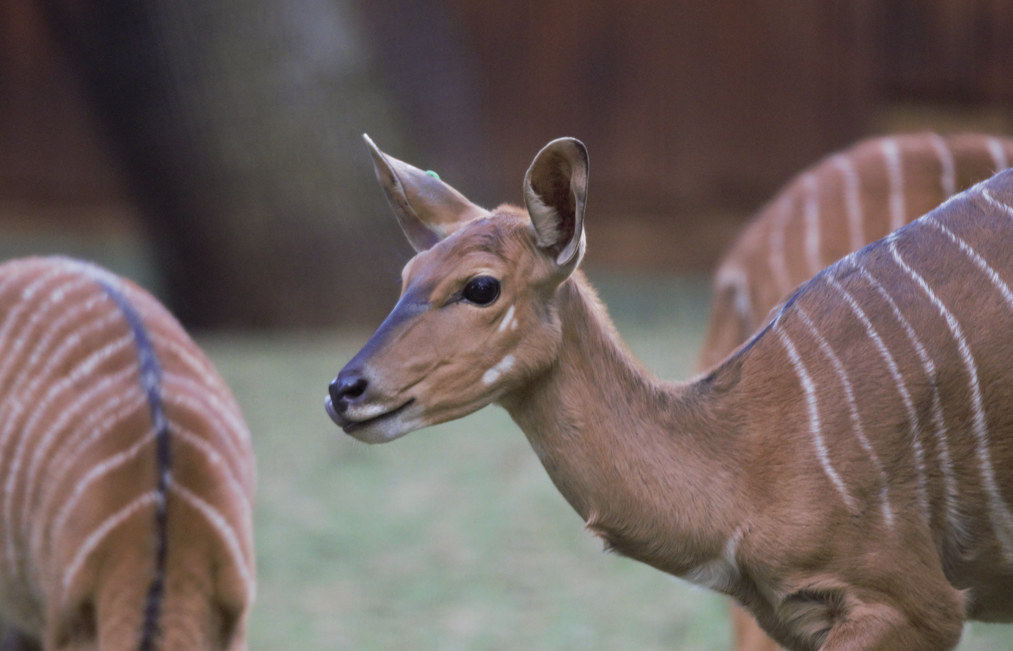 Nyala (Tragelaphus angasii)