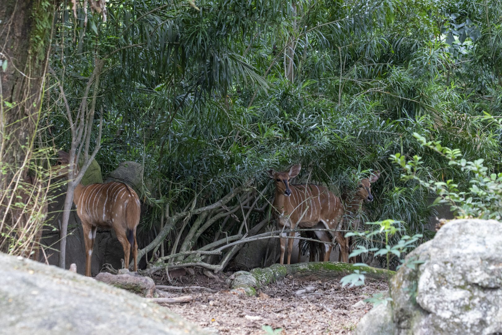 Nyala (Tragelaphus angasii)