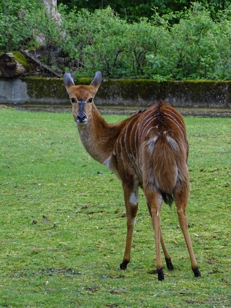 Nyala (Tragelaphus angasii)