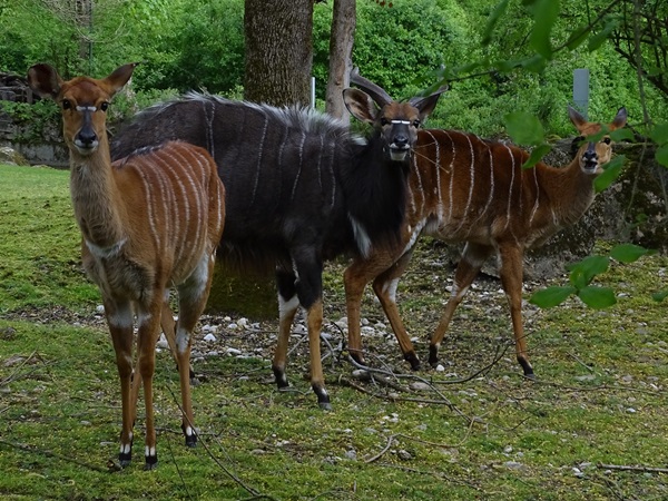 Nyala (Tragelaphus angasii)