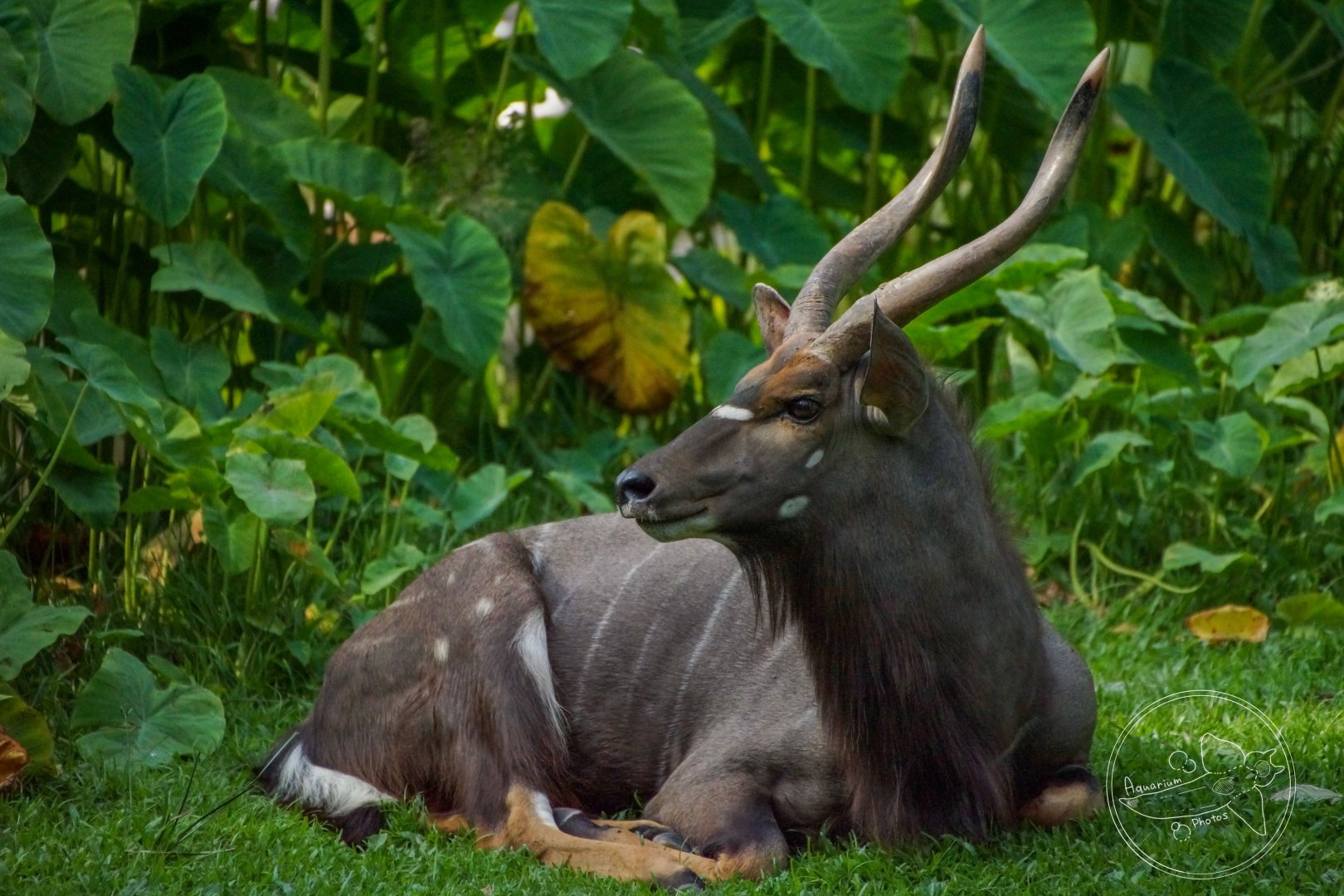 Nyala (Tragelaphus angasii)