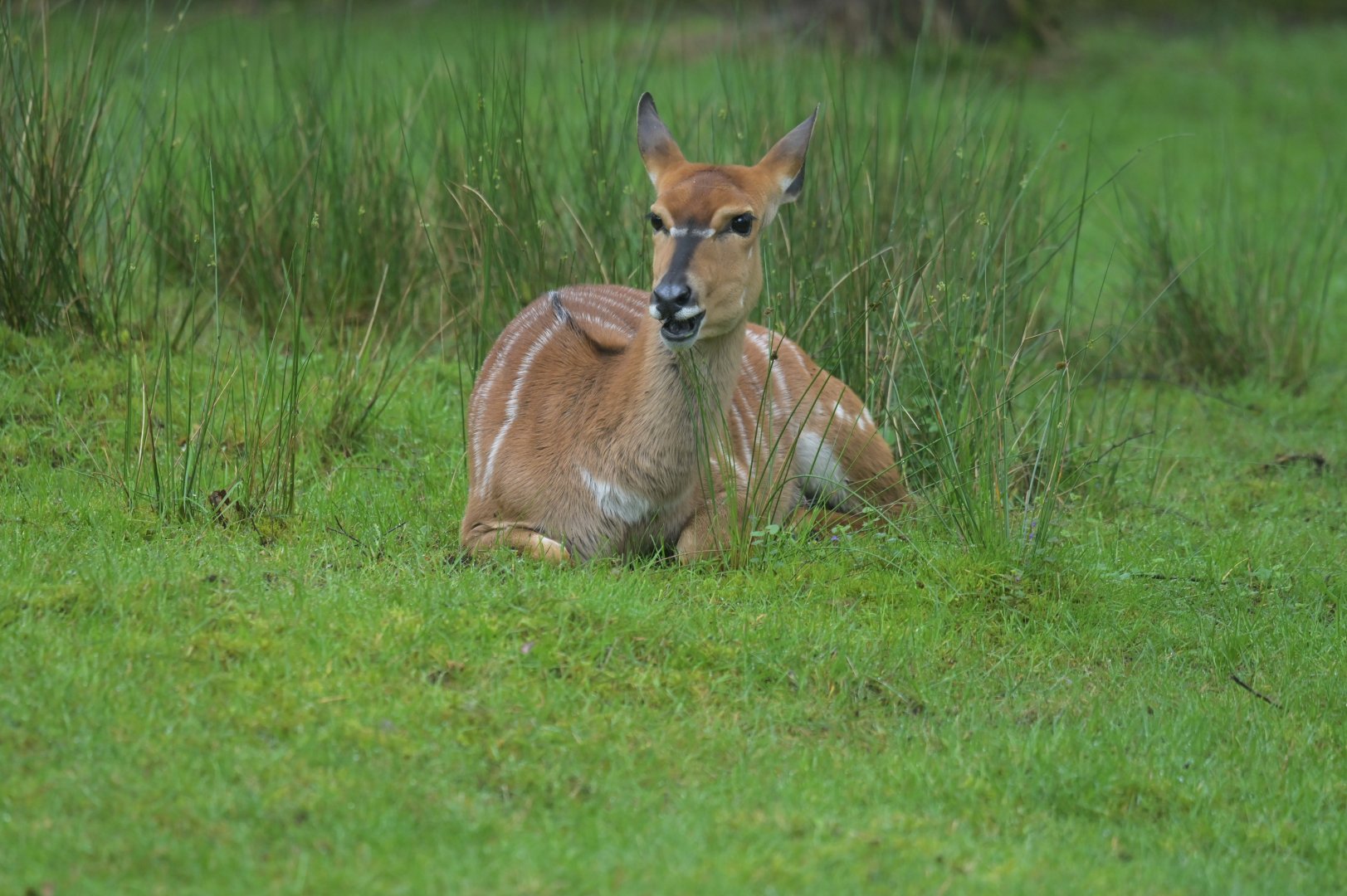 Nyala (Tragelaphus angasii)