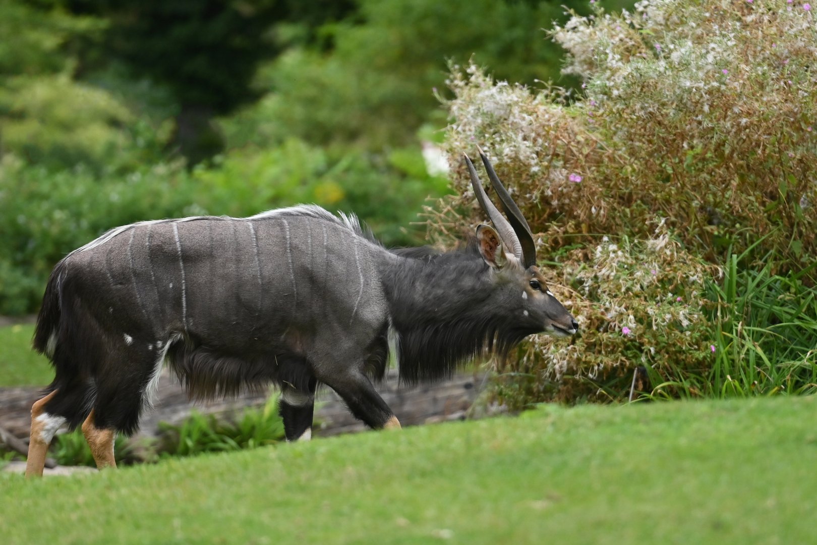 Nyala (Tragelaphus angasii)