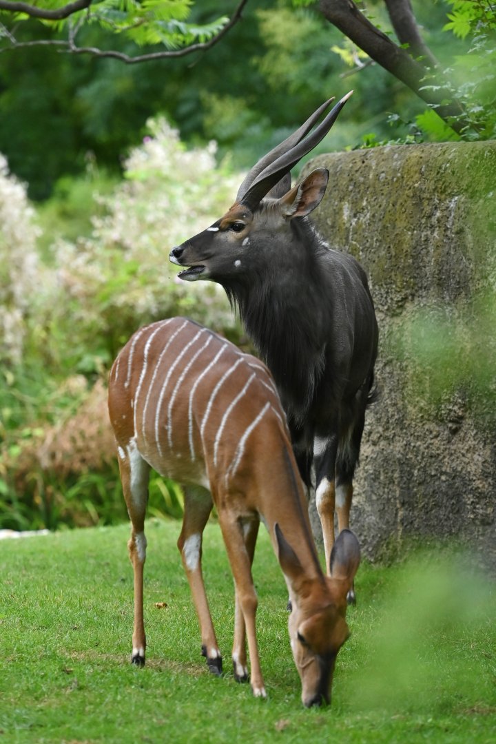 Nyala (Tragelaphus angasii)