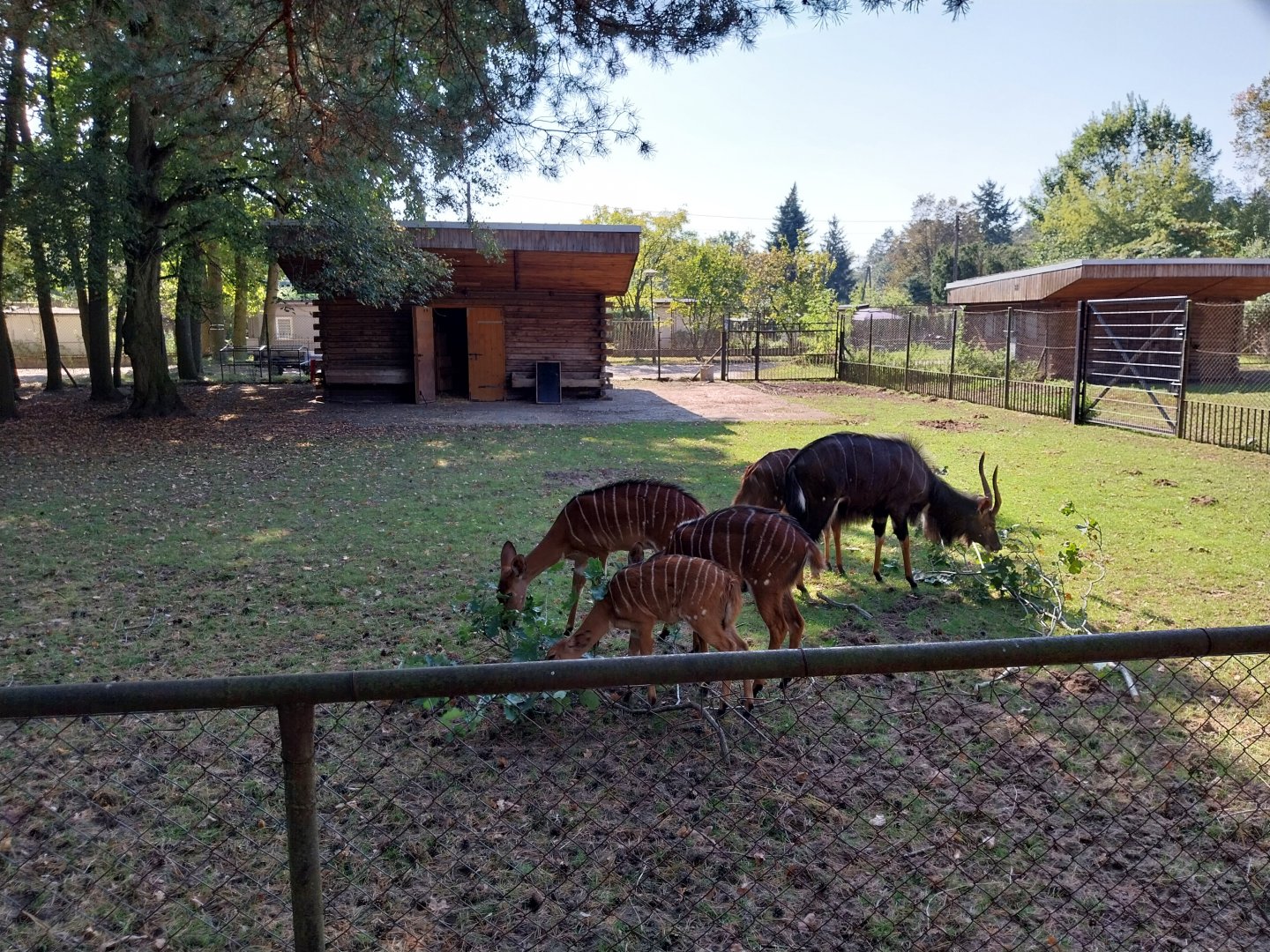 Nyala (Tragelaphus angasii)