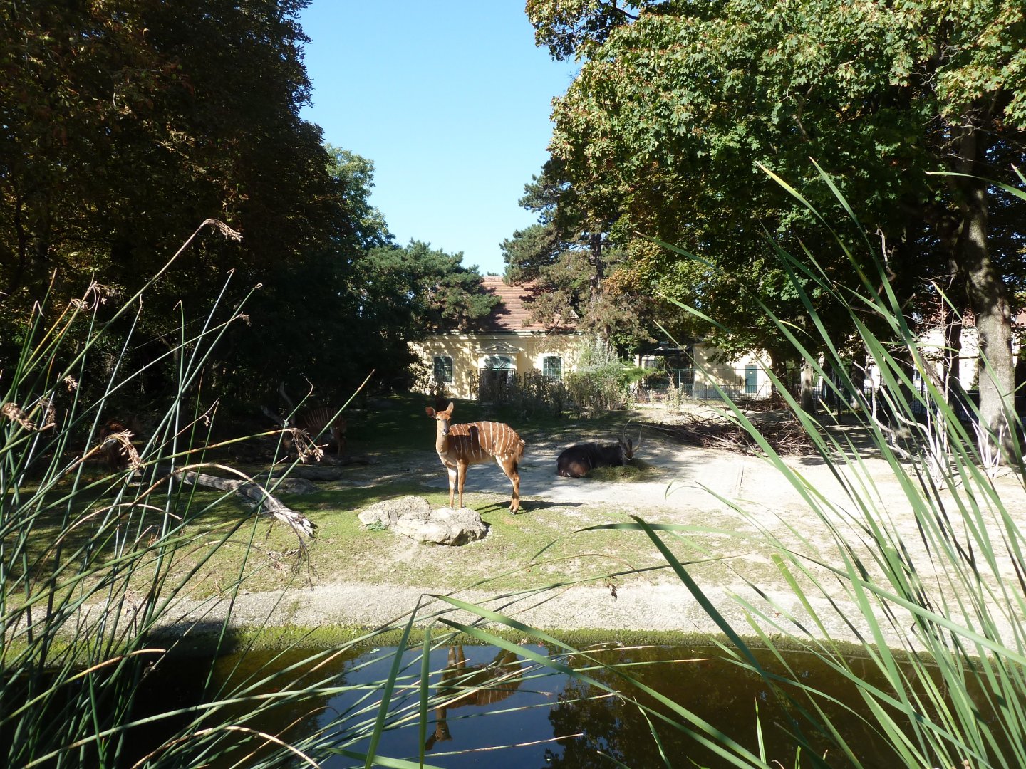 Nyala (Tragelaphus angassi)