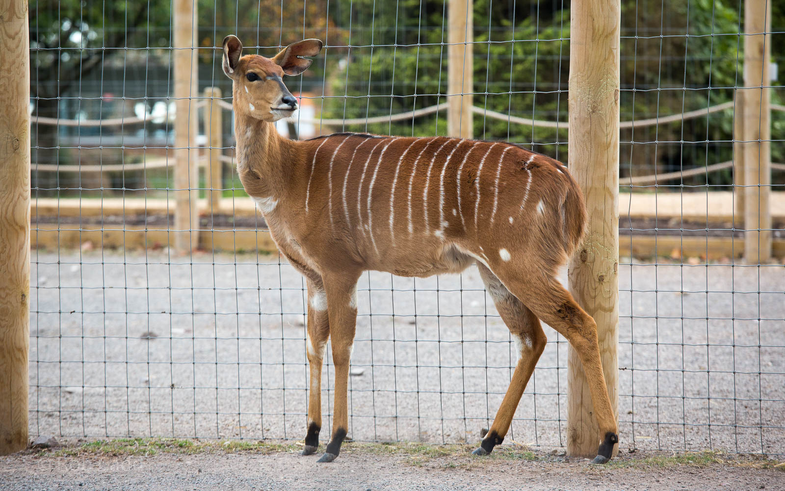 Nyala : Twycross : 03 Oct 2014
