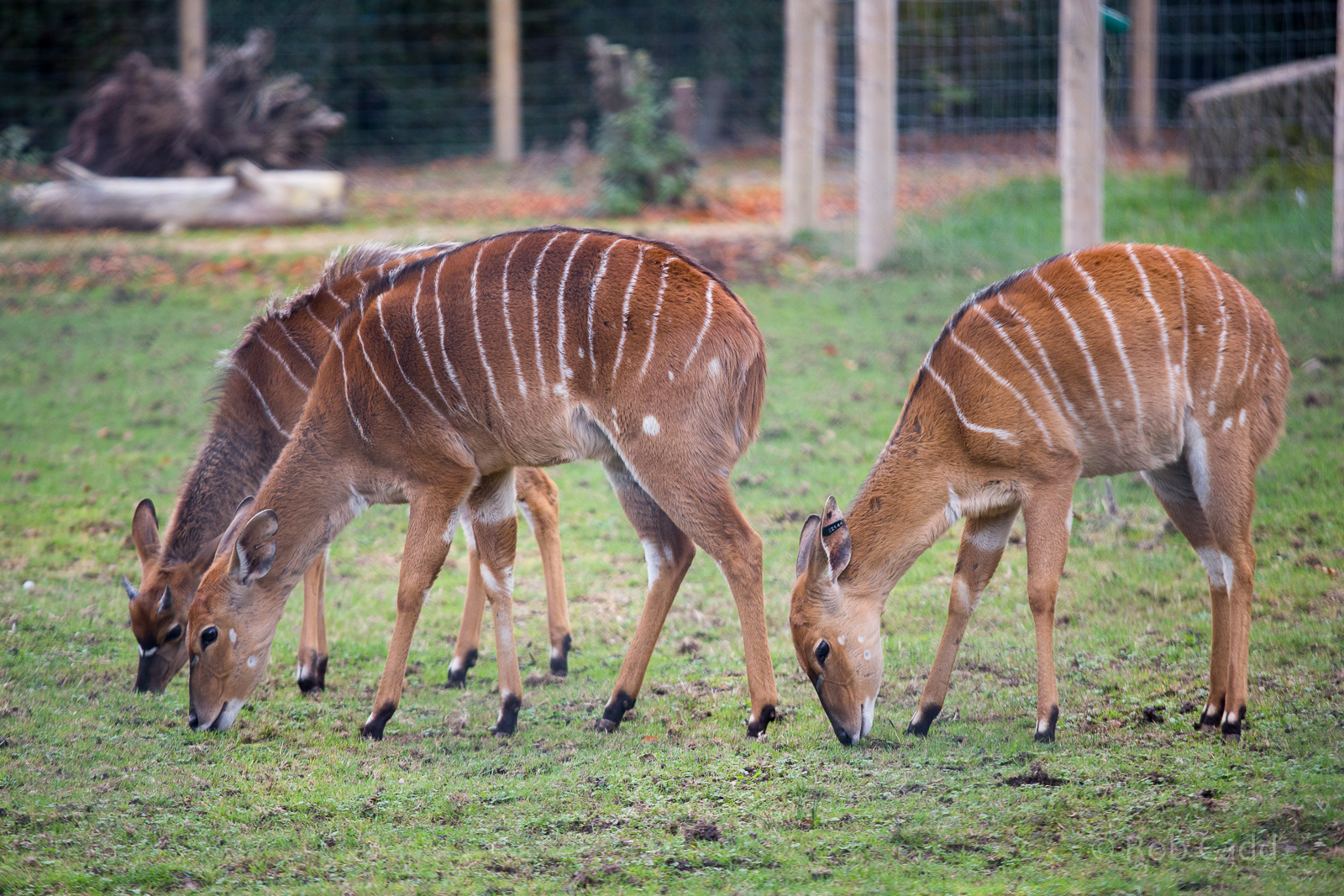 Nyala : Twycross : 31 Oct 2014