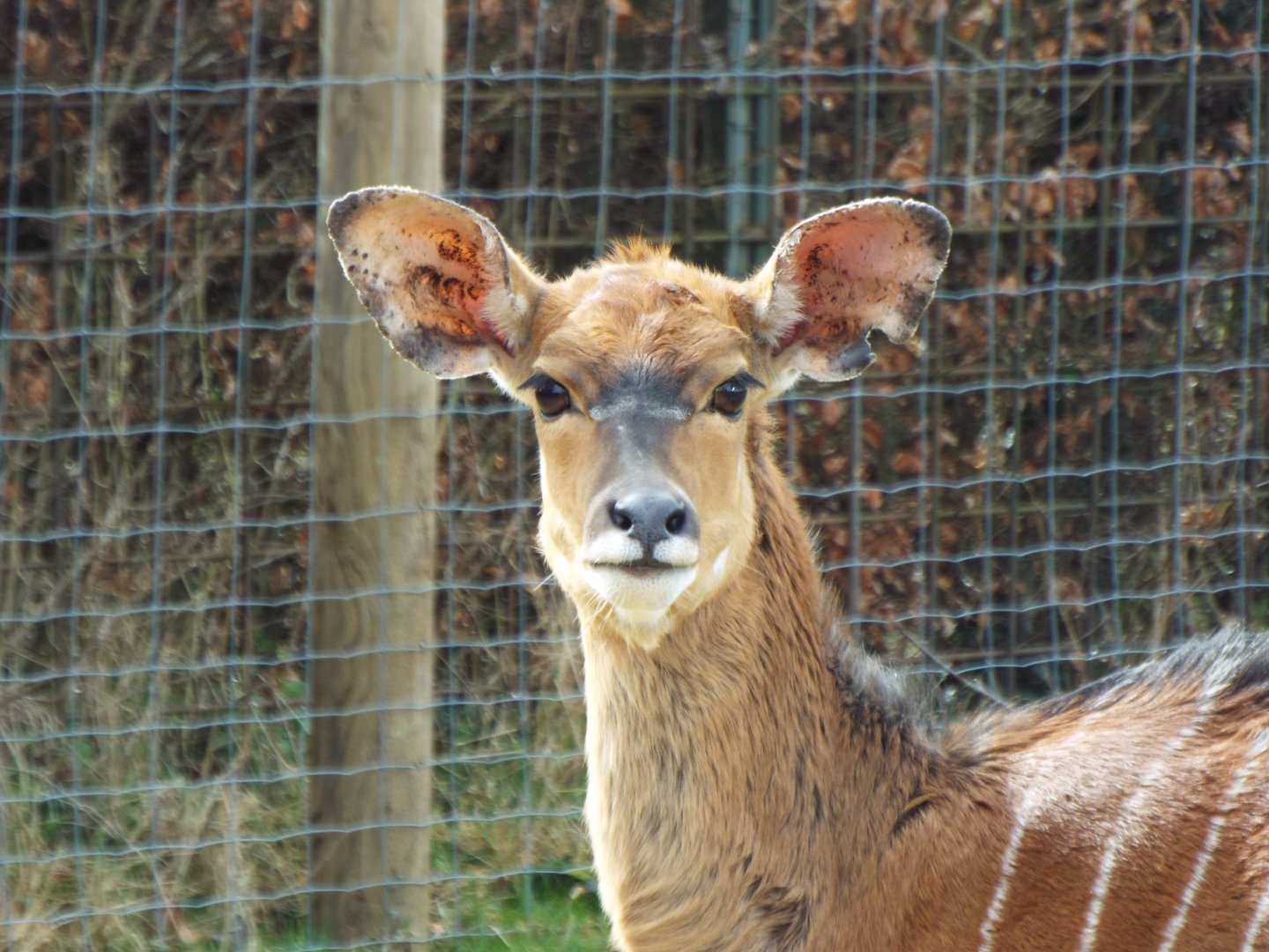 Nyala - Twycross Zoo
