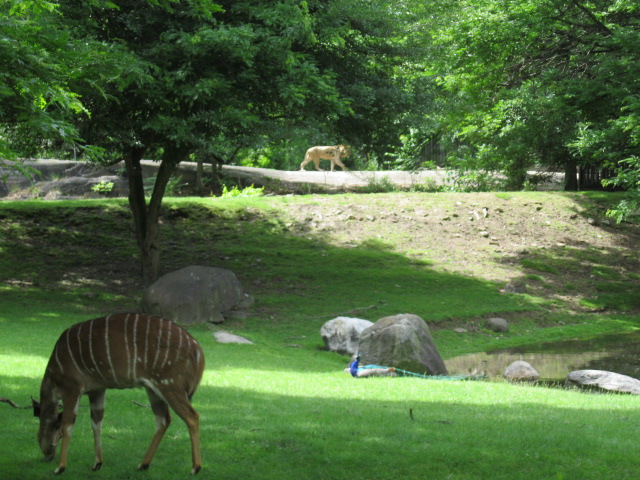 Nyala Unconcerned About Lion