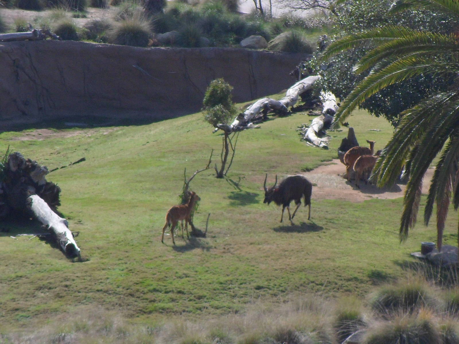 Nyala view from elevator