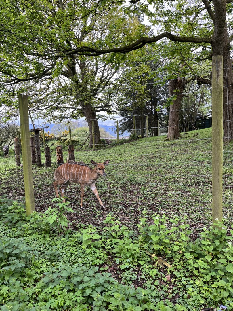 Nyala viewed from outside the zoo 5.5.24
