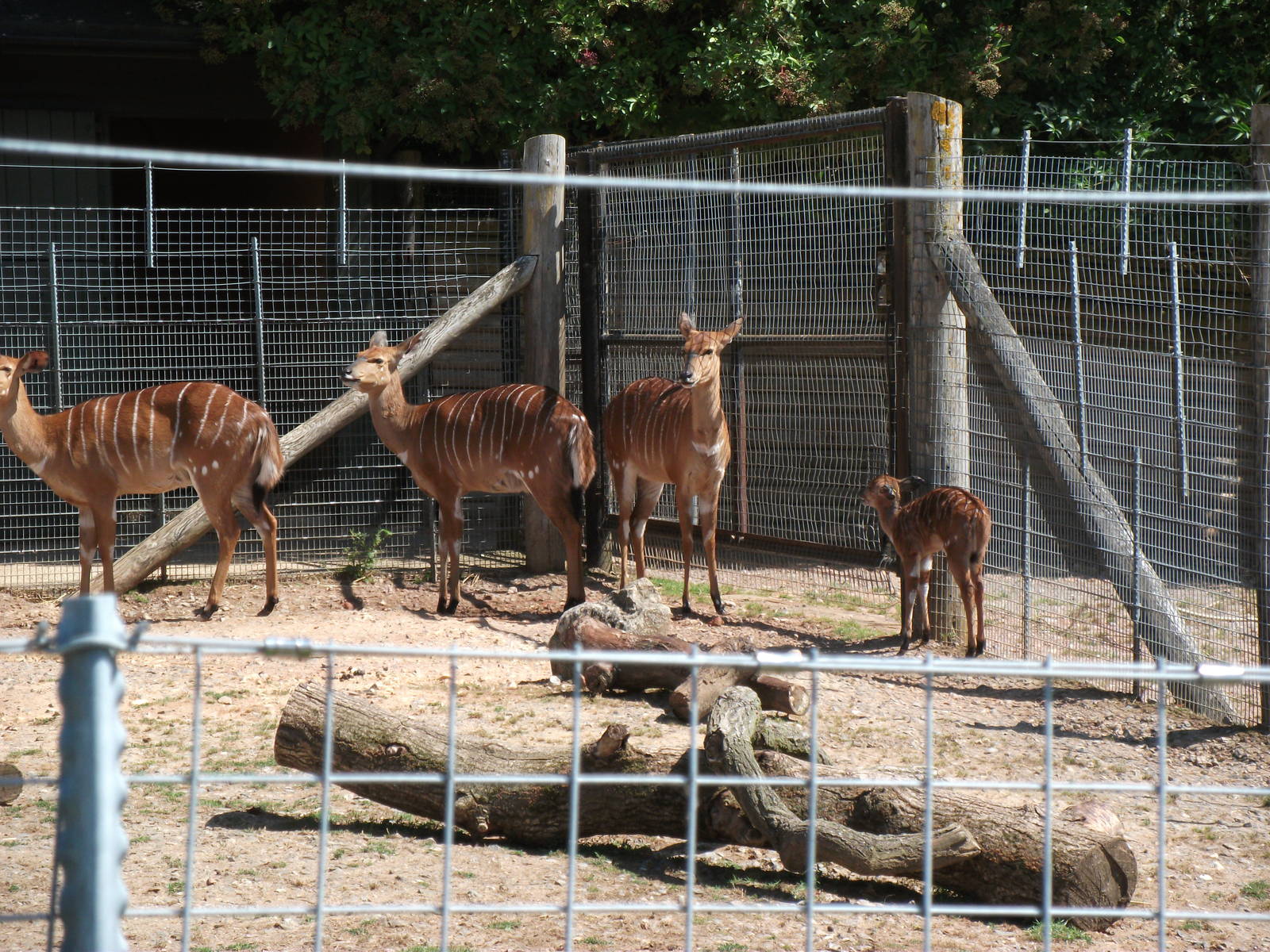 Nyala with 2 week old calf
