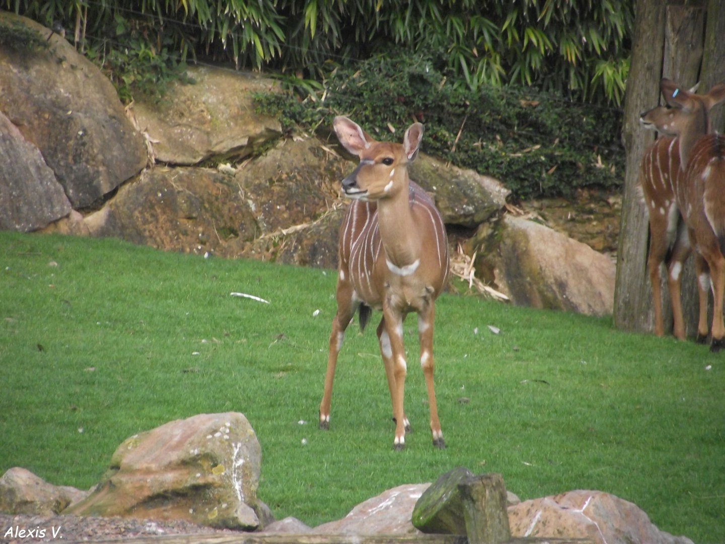 Nyala - Zooparc de Beauval - 13/10/2024