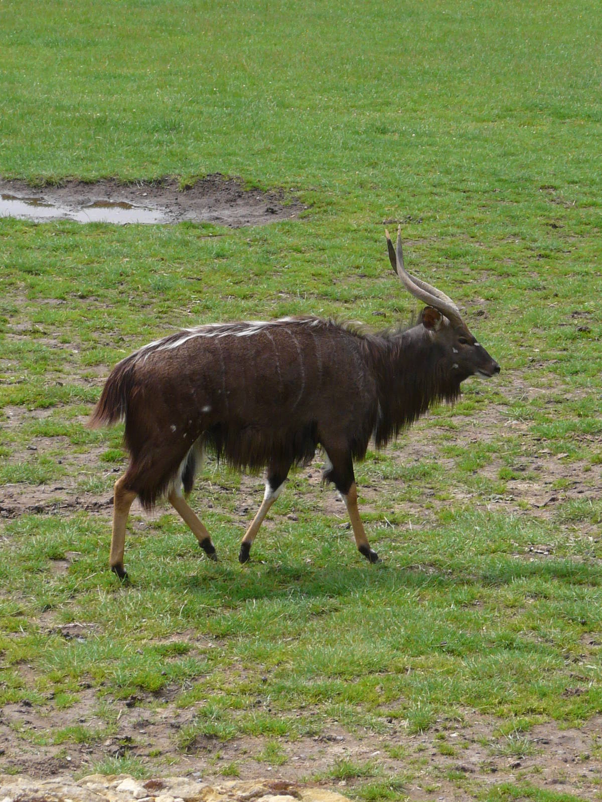 Nyala