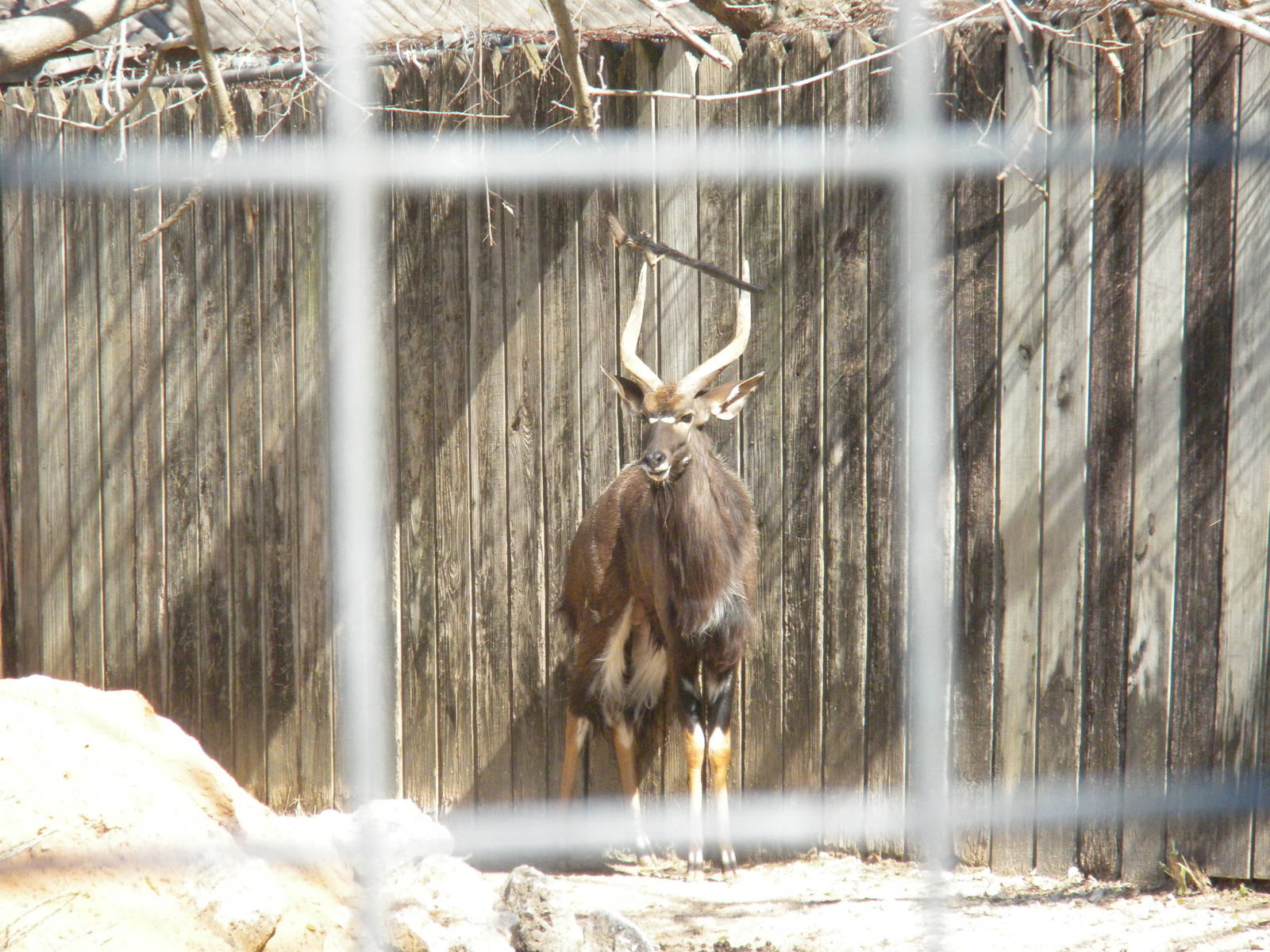 Nyala