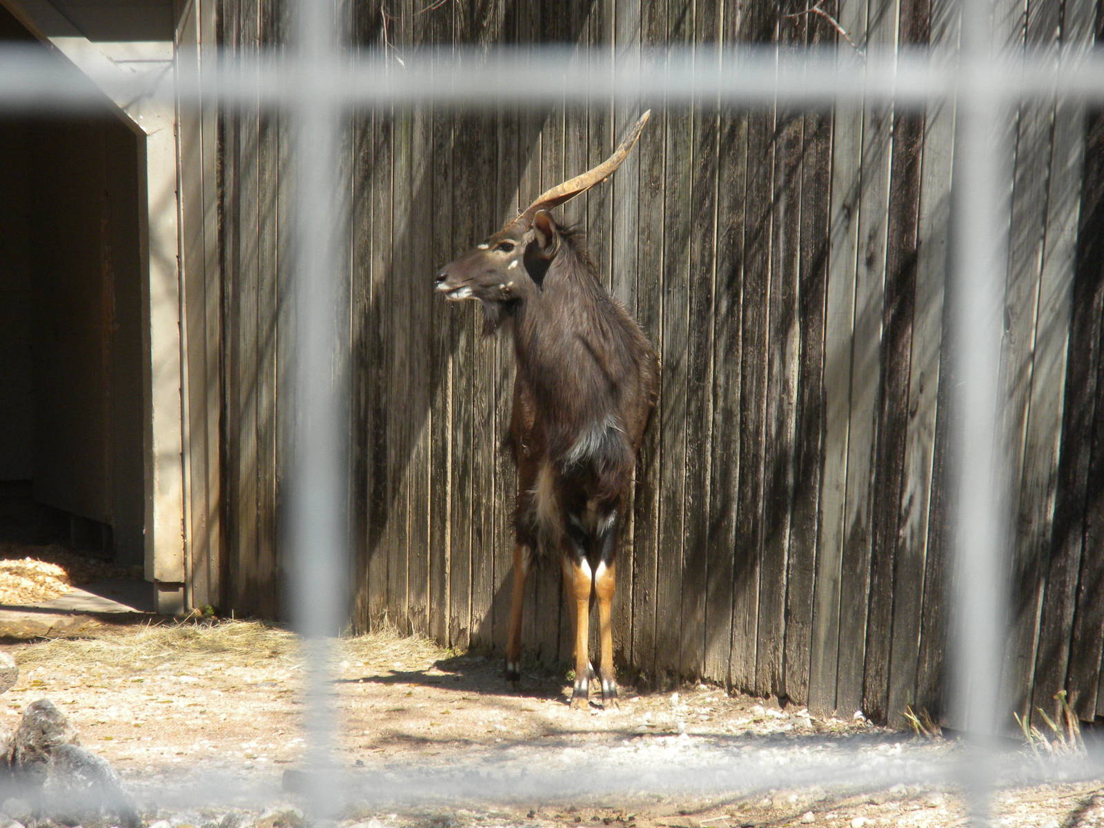 Nyala