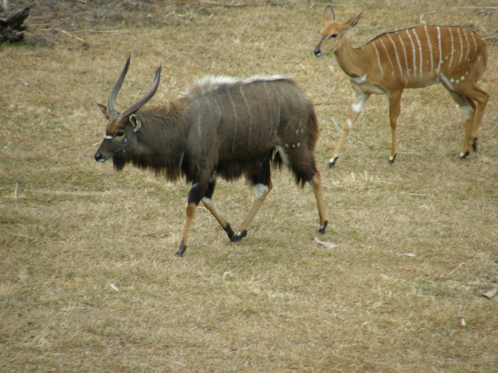 nyala