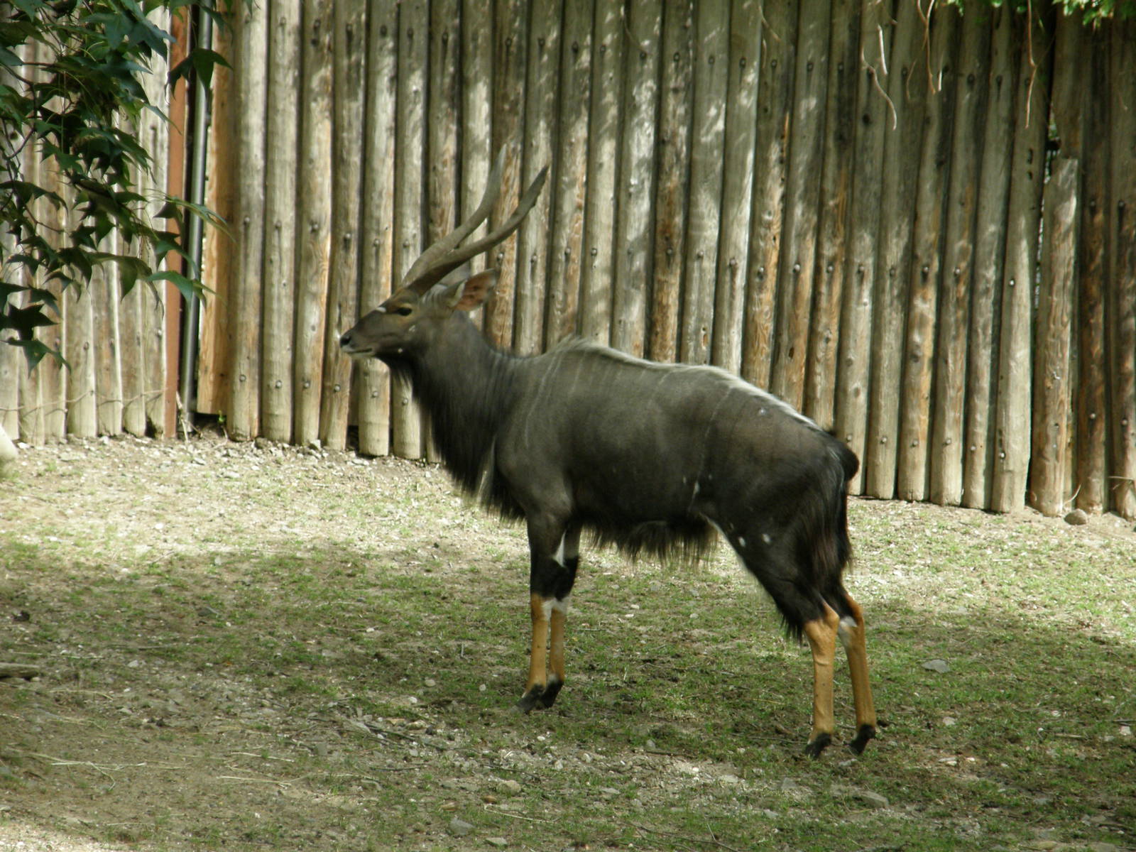 nyala