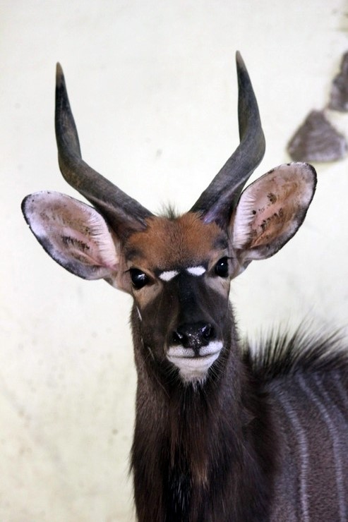 nyala