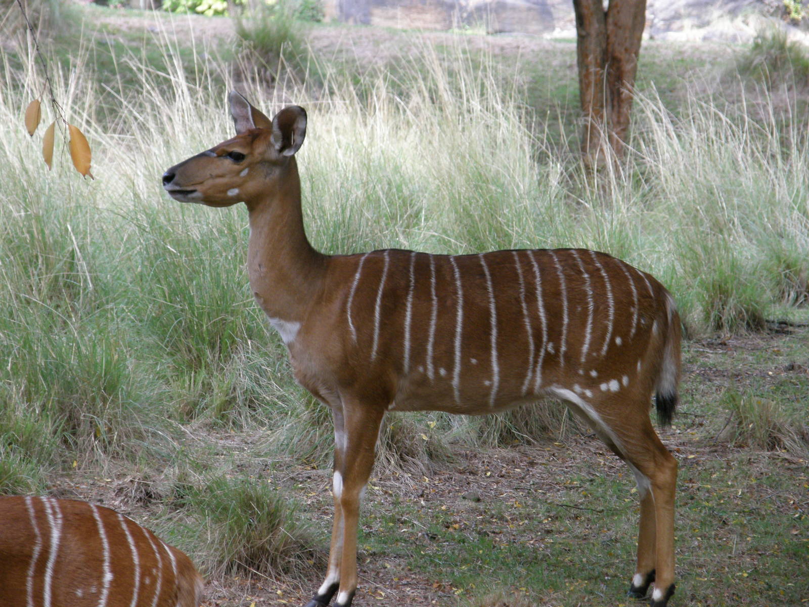 nyala