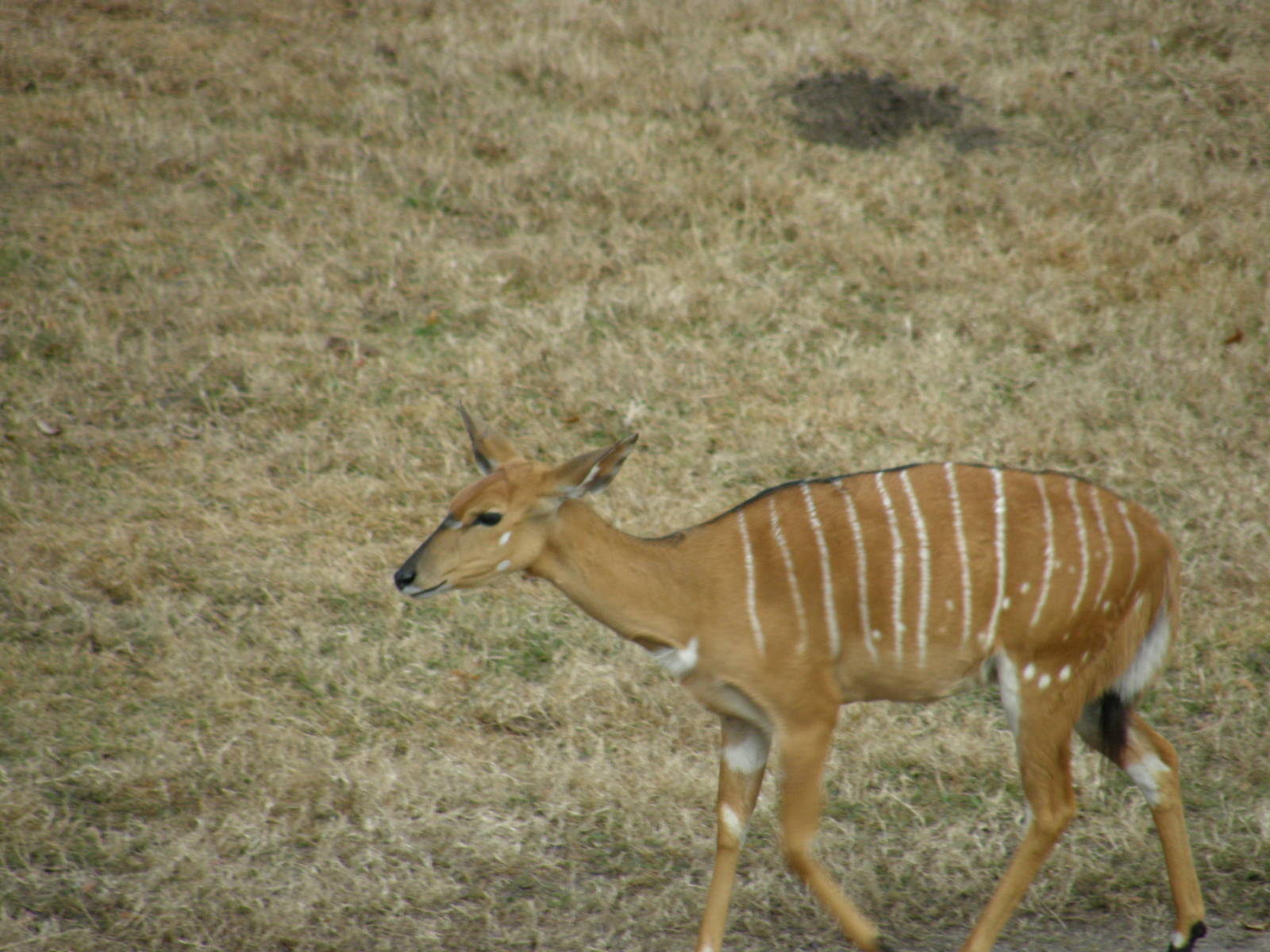nyala